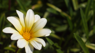 OLYMPUS STYLUS XZ-2,F2.5,1/1250s,ISO200