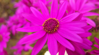 OLYMPUS STYLUS XZ-2,F1.8,1/500s,ISO100